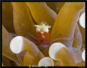 Periclemenes kororensis by Ahmet Yay 